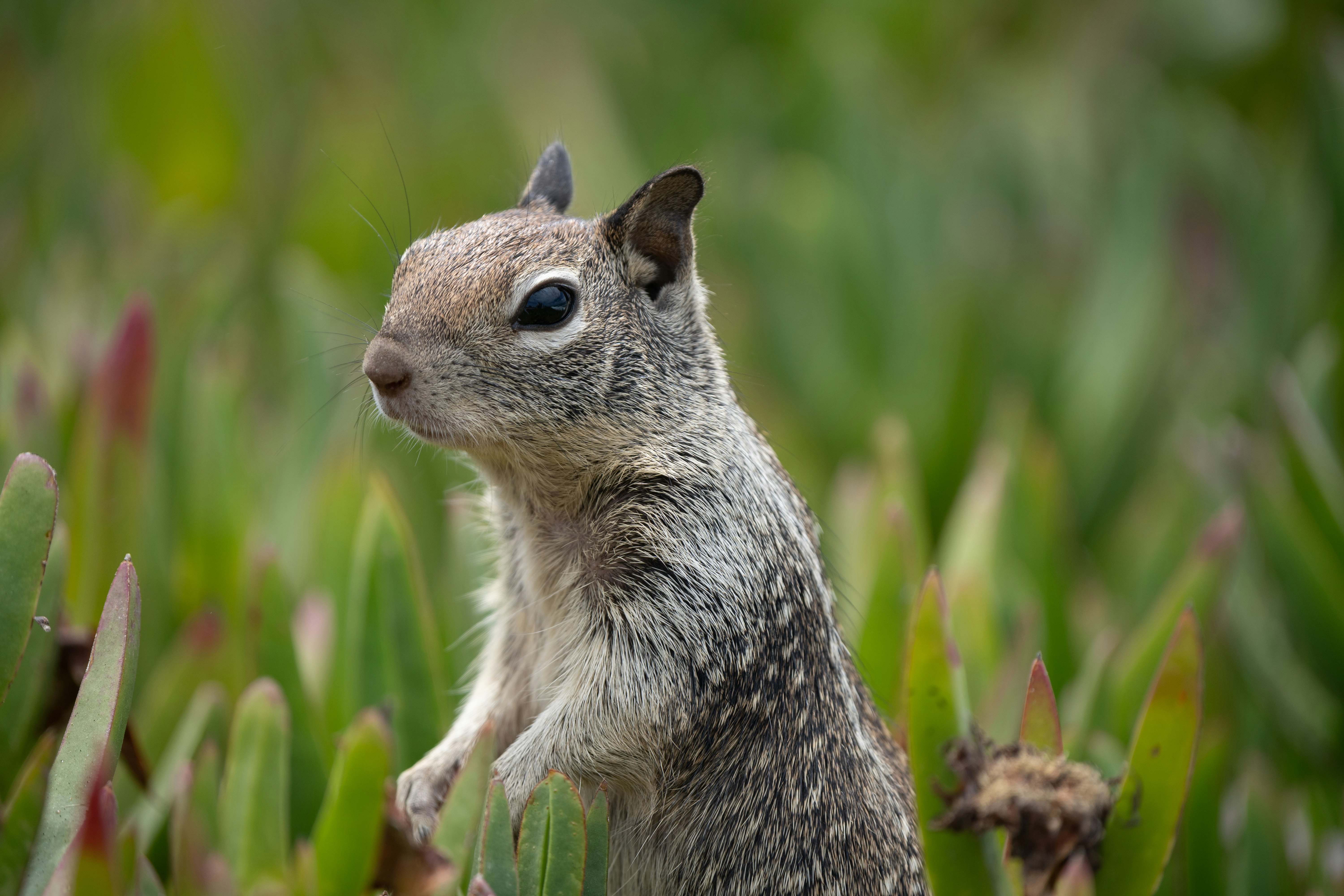 brown squirrel on green grass during daytime